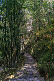 陕西省汉中市留坝县张良庙的竹林