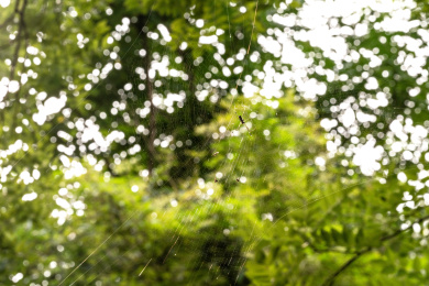 一只蜘蛛停留在蜘蛛网上