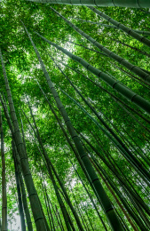 仰望绿色的竹林