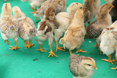 农村散养的小鸡和小鸭