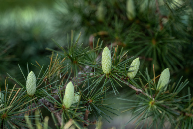 北京植物园的雪松结果了