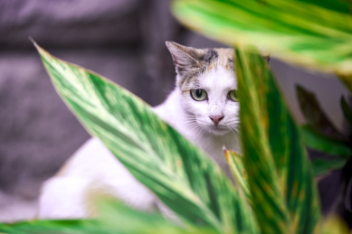 躲在花枞中的小猫