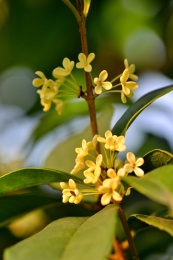 桂花特写