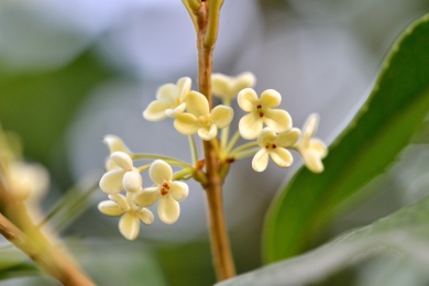 桂花特写