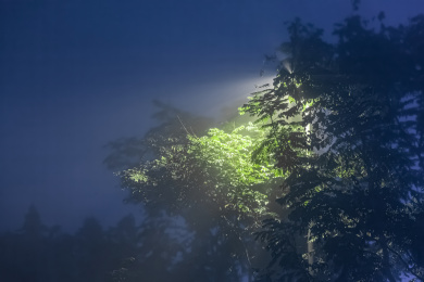 夜晚雾霾笼罩树枝路灯灯光穿透树叶散射光线