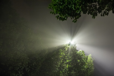 夜晚雾霾笼罩树枝路灯灯光穿透树叶散射光线