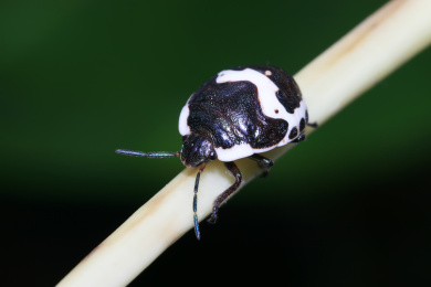 金绿宽盾蝽若虫