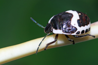 金绿宽盾蝽若虫