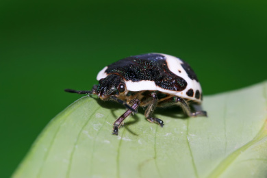 金绿宽盾蝽若虫