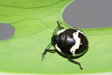 金绿宽盾蝽若虫