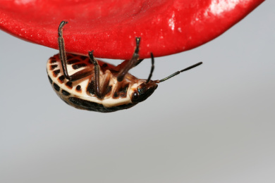 金绿宽盾蝽若虫