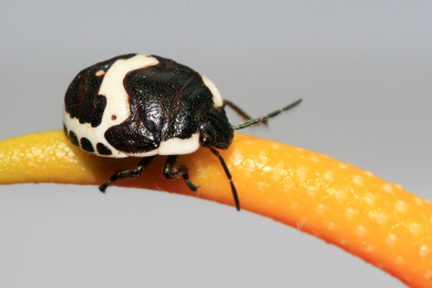 金绿宽盾蝽若虫