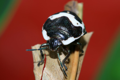 金绿宽盾蝽若虫