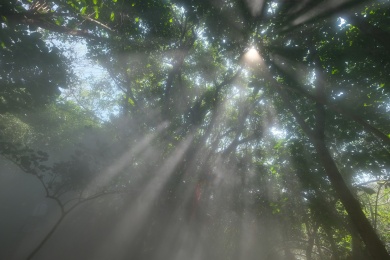 阳光透过茂密的森林照射下来