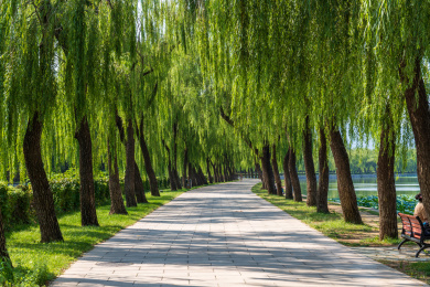 中国北京市颐和园西堤柳荫路径