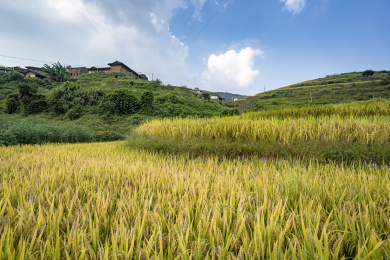 福建永定山区成片金黄的稻谷梯田