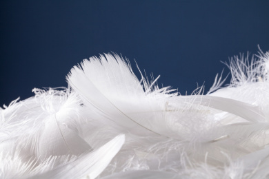 深蓝背景下一堆白羽毛的特写