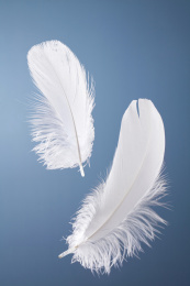 蓝背景中的两根白色羽毛素材