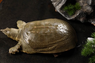 黑色背景下的一只甲鱼高端食材
