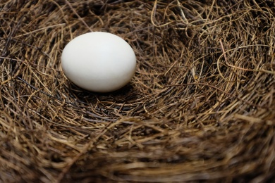 一颗干净洁白的蛋在巢里