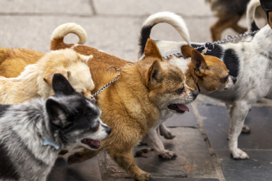 街头遛狗一群狗