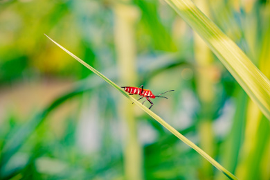 夏季南宁邕江边的一只棉红蝽