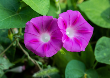 牵牛花开