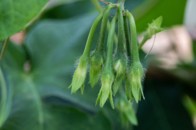 牵牛花开