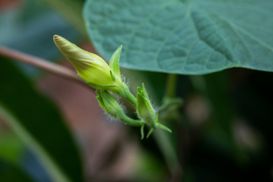 牵牛花开