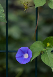 牵牛花开