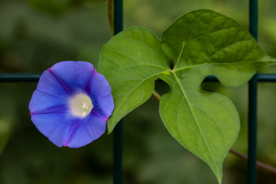 牵牛花开