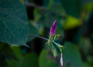 牵牛花开