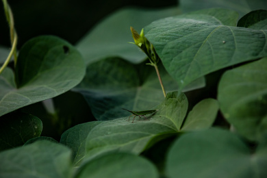 牵牛花开