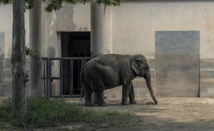 动物园里的大象