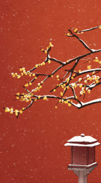 立春下雪雪花落到红墙腊梅上