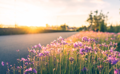 中国云南东大河湿地公园