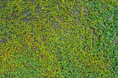 中国云南东大河湿地公园