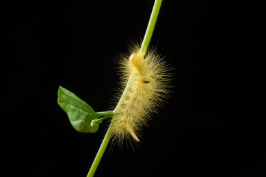 绿色藤蔓上的一只黄色毛毛虫