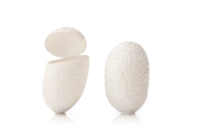 白底上完整的蚕茧和切开的蚕茧素材