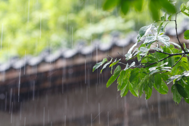 下雨天古建筑前面的绿色植物