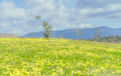 蓝天下山麓前美丽黄色花海