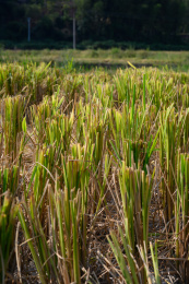 刚刚收割后的稻田秸秆
