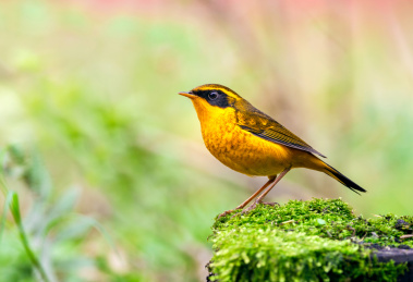 野生鸟类金色林鸲特写