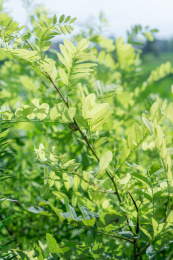 河南中原乡村田地里刺槐枝叶