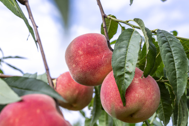 桃园里成熟的水蜜桃
