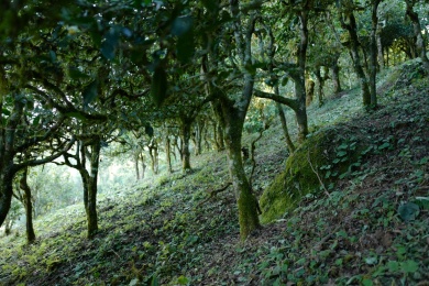 云南古茶园中的百年古茶树