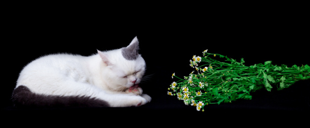猫咪在黑色的背景下舔爪子