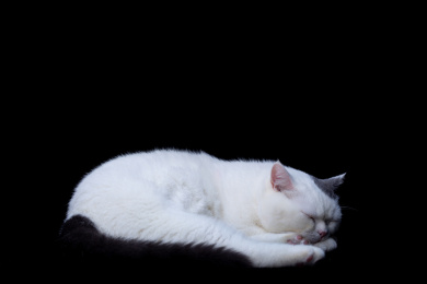 小猫滑稽肖像凝视着大眼睛在孤立的黑色背景