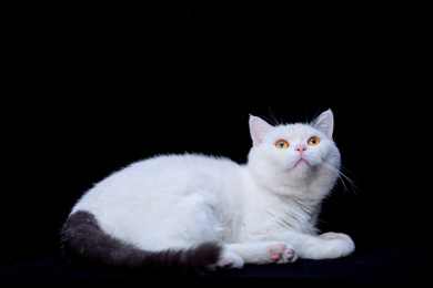 小猫滑稽肖像凝视着大眼睛在孤立的黑色背景