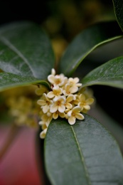 秋天芬芳的桂花